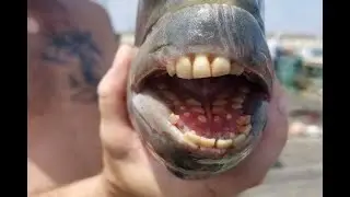 The Sheepshead Fish: Evolution's Marvel with Human-Like Teeth