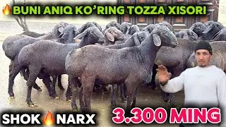 SAYDULLO AKA YIRIK QO’CHQORLAR NARXINI YORVORDI SHOSHILING PULI ARZON VELEKAN QO’CHQORLAR KELDI