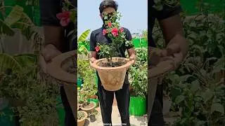 How to bring flowers in hibiscus || Important flowering tips for hibiscus plant #gardeningaasaanhai