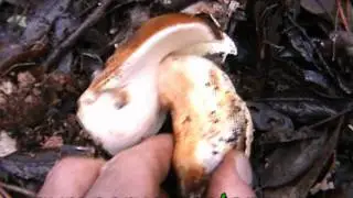 gyroporus castaneus