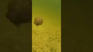 Bro wants to be alone😂😂#clam#meme