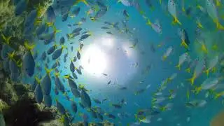 GoPro Awards  Great Barrier Reef with Fusion Overcapture in 4K