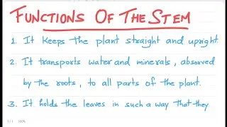 Functions of Stem | Stem Function