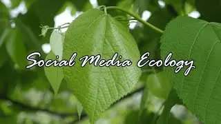 Social Media Ecology: A Video Essay