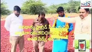 NDHC-4902 ,Navadhanya Hybrid Seeds Company