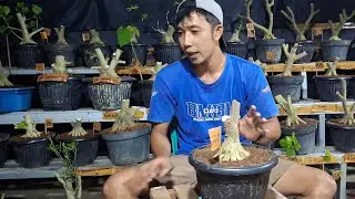 MASUK SINI BOLO POHON BONSAI CAKEP MURCE PROKAR PROSPEK
