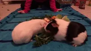Episode 3:  Snowflake and Peanut's Diet of Fruits, Veggies, Hay, and Treats
