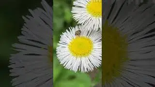 Daisy Fleabane, Erigeron annuus&hellip;great native plant for tiny pollinators.
