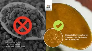 What is Bee Bread? Truth about Pastilles and Dried Pollen vs Beeghee&reg; the Hive-Fermented&trade; Superfood