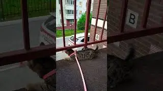 Кот Мурзилка не хочет идти домой😀