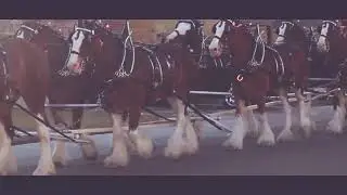 Horse Drawn Fire Engine Galloping Through the Street - Free Stock Creative Commons Video