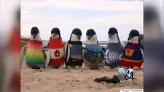 109-year-old knits sweaters for dying penguins