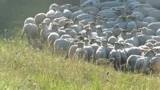 Herding: Australian Shepherd Chaplin & Flame - Schafe h&uuml;ten (1)