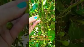 Harvesting my turkey berries #67