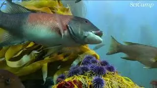 8.Faced with the expansion of sea urchins, how should damselfish guard the vegetable garden?