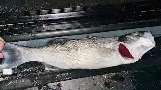 SURFCASTING: alla ricerca della Spigola nello Ionio
