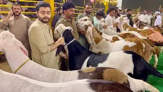 All Pakistan Winner Ablakh Bakra Beauty Competition 2024 Fslbd #goat #bakra_mandi #cow_mandi #bakra