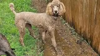 Zeusy & Toots' Yard Was Very MUDDY!!!!!!