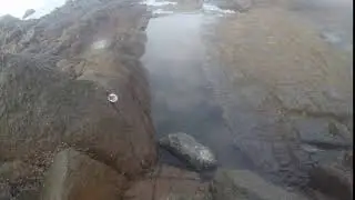 Dolabrifera emerging from tide pool in Gulf of Panama (Isla Naos).