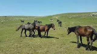 Konji na Cincaru, Livno
