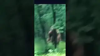 This Jaw-dropping Video Shows the LARGEST DOGMAN Ever! 🐺🚹