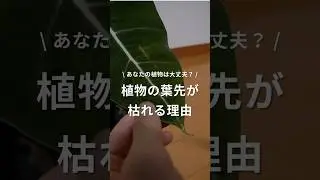【植物の葉先が枯れる理由】これ見れば解決！ #植物 #観葉植物 #観葉植物のある暮らし #観葉植物育て方 #観葉植物育て方 #葉先 #枯れ葉 #枯れる #原因
