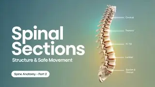 Anatomy of the Spine &mdash; Part 2 | Spinal Sections, Structure & Safe Movement