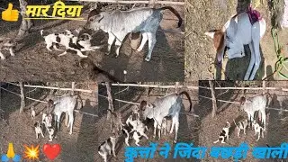 Cute cows with puppy!! Cartoon animal! Dog bala game!! Cow bala game!! Sound with dance!! #cows #dog