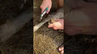 The sheep started limping, but we quickly treated it. tgk: Original_Farmers #farm #sheep #dacha
