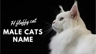 🐈 Cute Boy Cat Names ✨ TOP 🔥 INSPIRING ✨ BEST Ideas | Names | H Fluffy Cat Dolly |