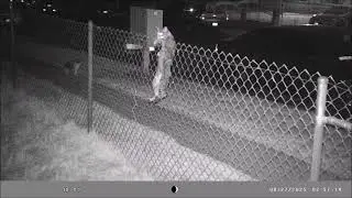 Return of Acrobat Cat Trail Cam Wild Cats Video Camera