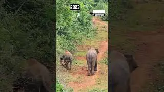 Asian Elephant now and  then #elephant #endangered #extinction #now #animals