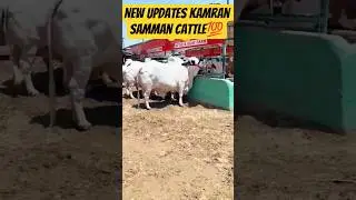 jameel memon cattle#cow #cattlefarm #bull #muslimfestival #cattleworld #jameelmemon #2025 #ytshorts