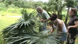 Preparing the palm leaves for the thatching the Hale roof
