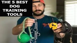THE 5 BEST DOG TRAINING TOOLS