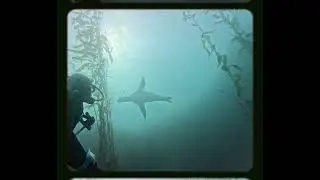 Monterey Bay Scuba Diving