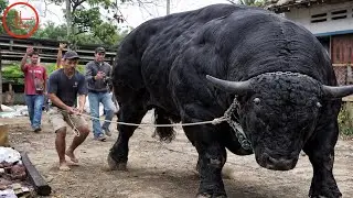 MENUJU KONTES ❗SAPI RAKSASA BLACK MAMBA NGAMUK DIDALAM TRUK