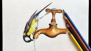 Drawing a Bird Drinking Water from a Tap || Using Colour Pencils ll Colour pencil drawing