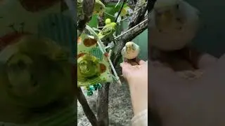 Cute birds!!! 🦜#birds #birdfeeder