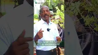 சந்தனமரம் வளர்க்கும் விதிமுறைகள் | Complete Guide to Growing Sandalwood Trees at Home