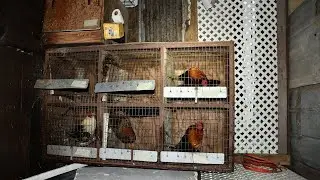 Georgia bill would make cockfighting a felony