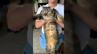Chonky cat copter #chonkycat #chonkycats #tabbycat #tabbycats #tabby_cat #catshorts #shorts