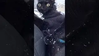 @🤣😂😅🤣💜_@cet_#cat_#animals_#catlover_#funny_#loves_😀❤️🧡🐼👀