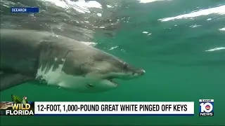 1,000-pound great white shark pinged off Lower Keys
