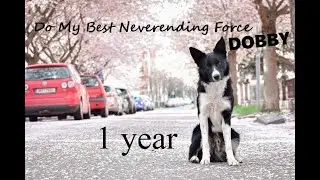 Dobby border collie 1 year! | tricks & fun