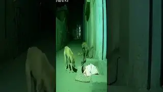 monkey saves baby from dog#shortvideo#monkey