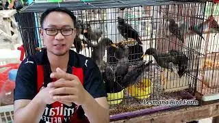 ALASAN KENAPA JALAK KEBO OMBYOKAN SANGAT COCOK DIPELIHARA OLEH PEMULA