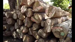 BURMA TEAK WOOD LOGS