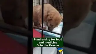 From Abandoned to Adored: Stray Pet Rescues