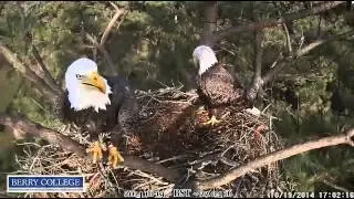 Eagle's 'nose' is getting cleaner - Ustream-Berry College Bald Eagles